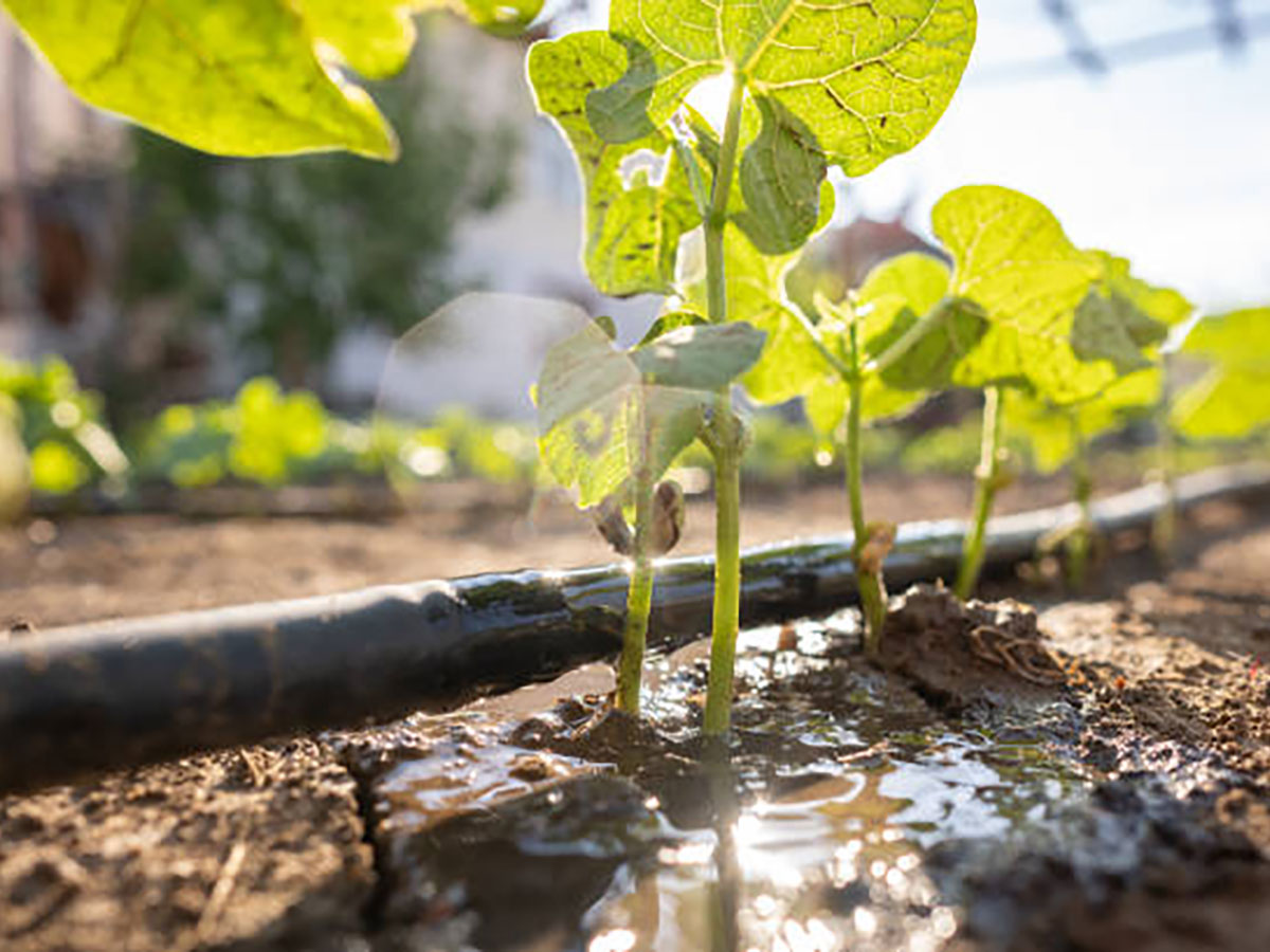 Understanding Dripline Irrigation in Orlando Florida by Quality Services Irrigation