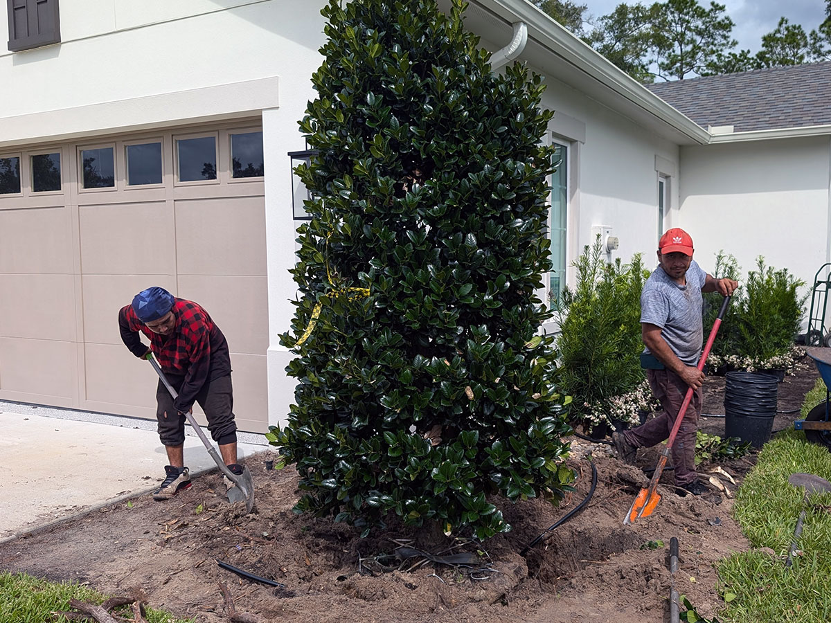 Specimen tree being installed during a landscape installation project in Lake Mary, Florida