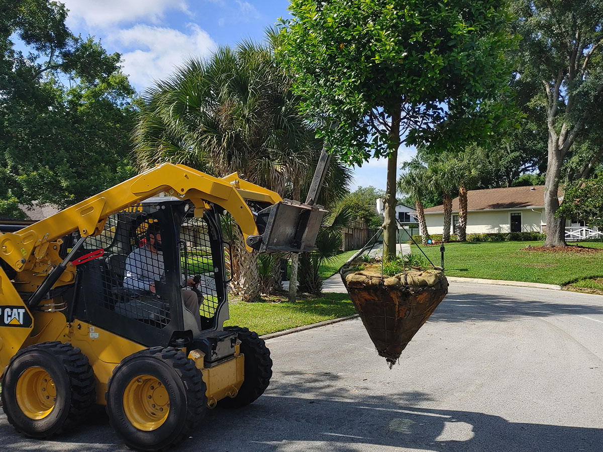 Large specimen tree being positioned during a landscape installation project in Lake Mary, Florida