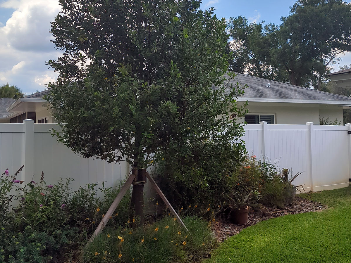 Newly installed landscape tree establishing healthy root growth after landscape installation in Lake Mary, Florida.