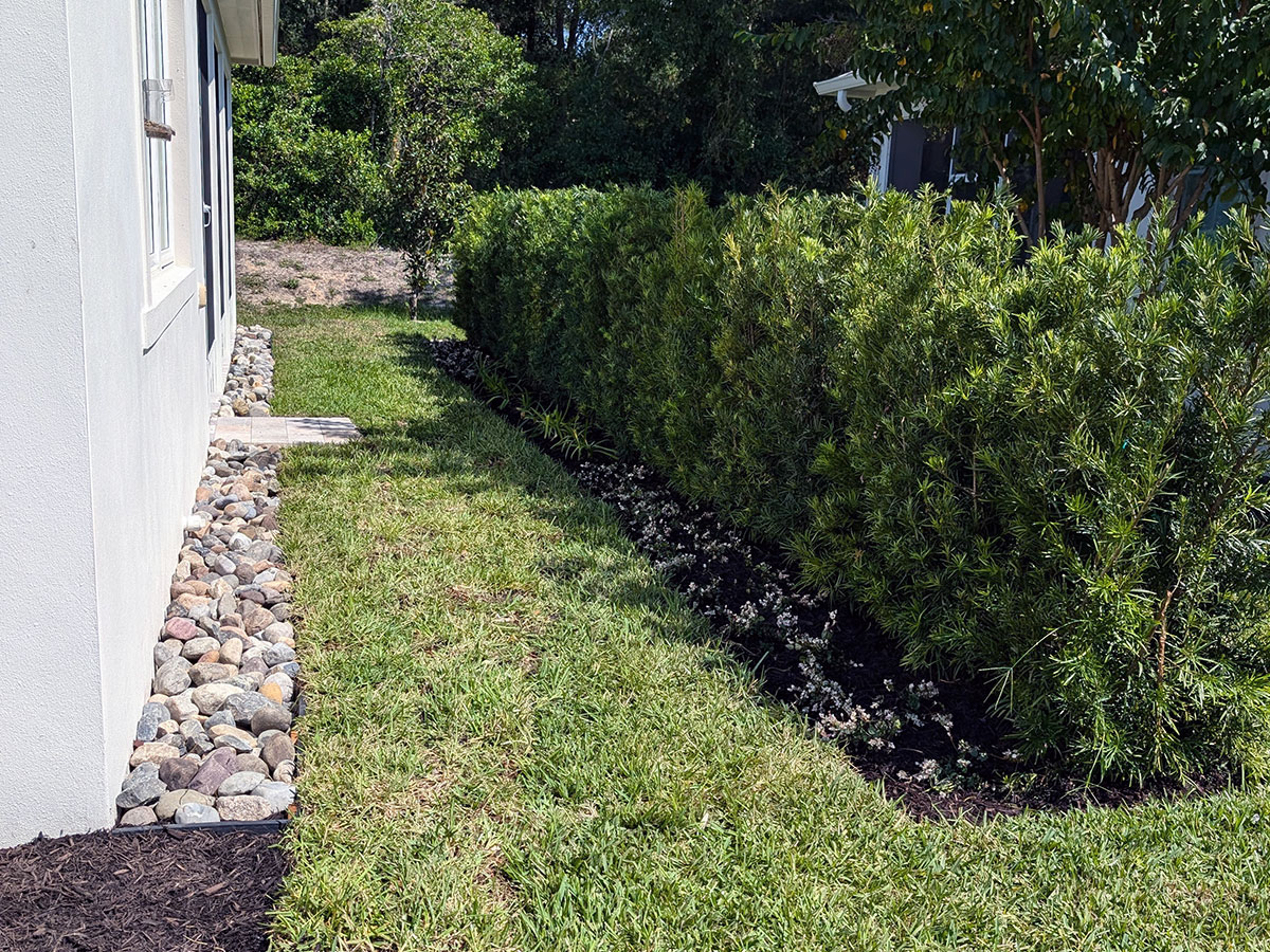 Newly installed hedge and planting bed during landscape establishment at a residential property in Lake Mary, Florida.